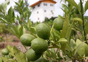 lazir Limequat tree -greenhouse
