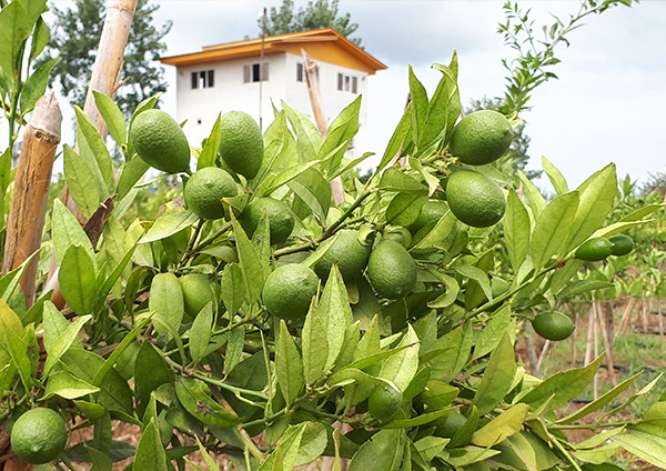 lazir Limequat tree-greenhouse