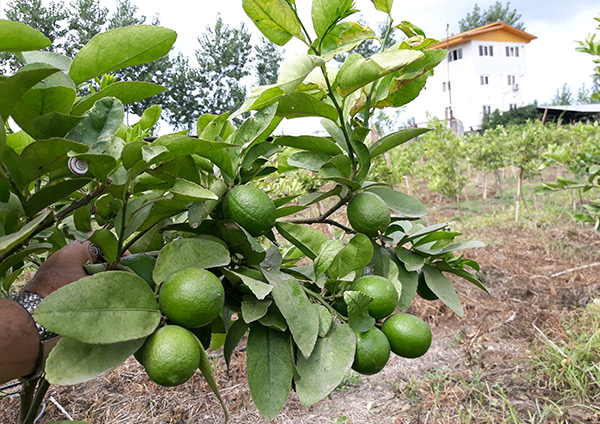 lazir-persian-lime-tree