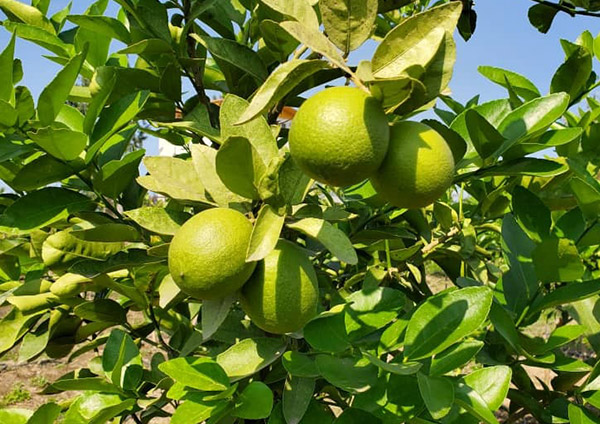 lazir-persian-lime tree