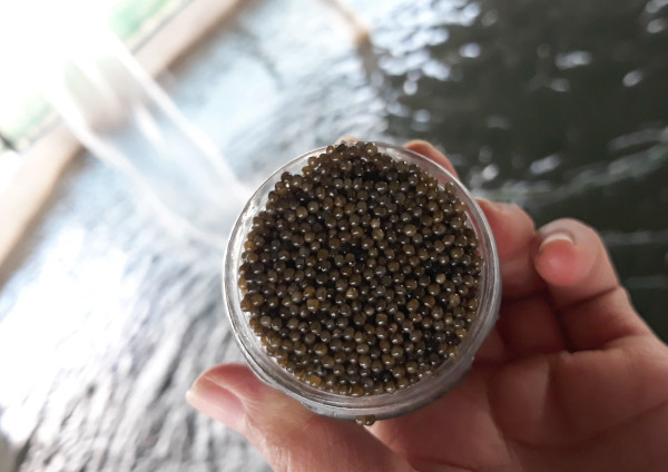 lazir-imperial-caviar 03